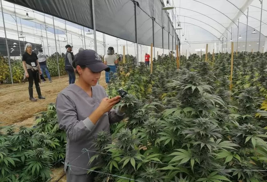 Nuevo Siglo Nuevo Siglo