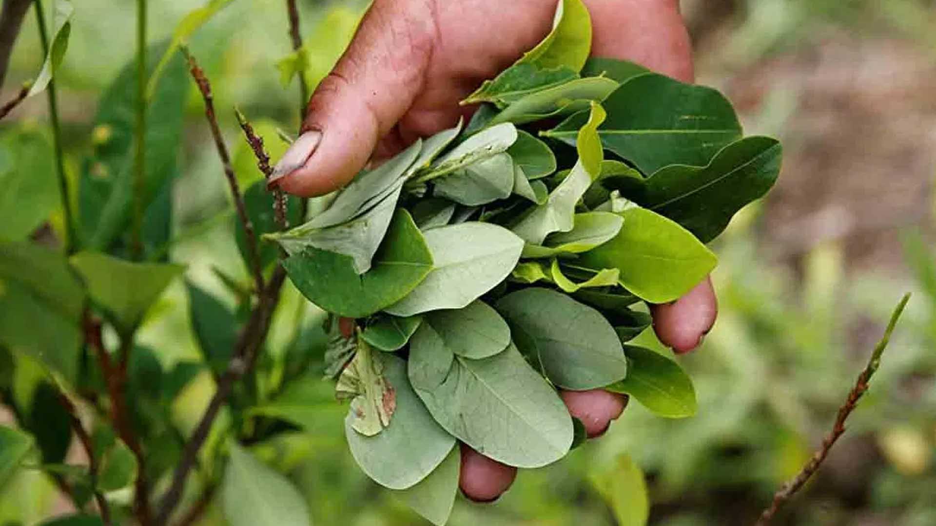 Cambiará lucha contra drogas Narcocultivos