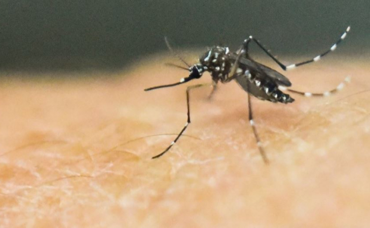Esto es lo que debe hacer si padece síntomas de dengue dengue