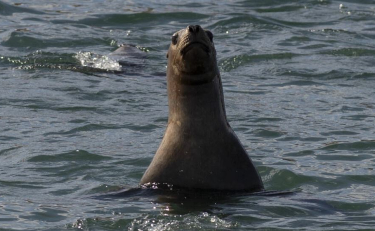 lobo marino