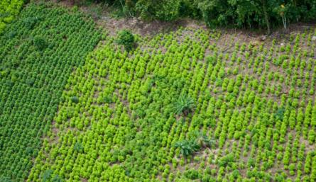 cultivos ilícitos