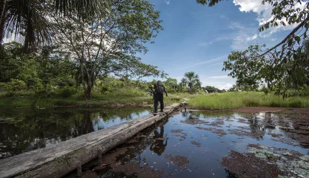 Ecosistemas amazónicos