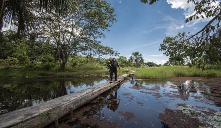 Ecosistemas amazónicos