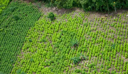 Producción de coca