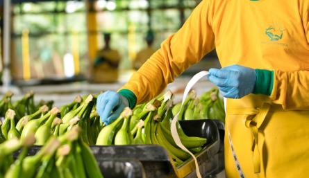 exportaciones colombianas