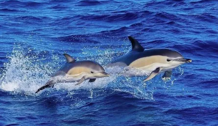 Los mamíferos más inteligentes