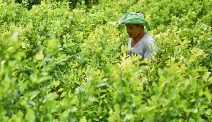 cultivos coca