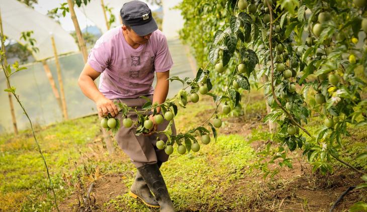 MinAgricultura