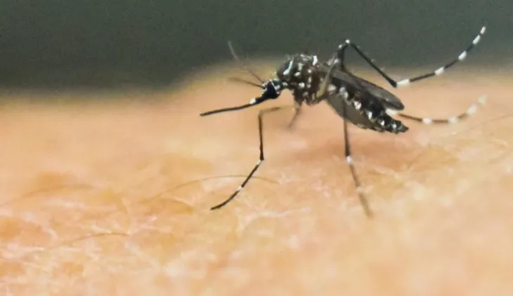 dengue
