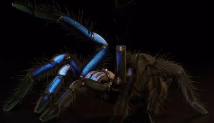 Tarántula azul eléctrico