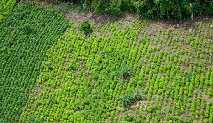 Producción de coca