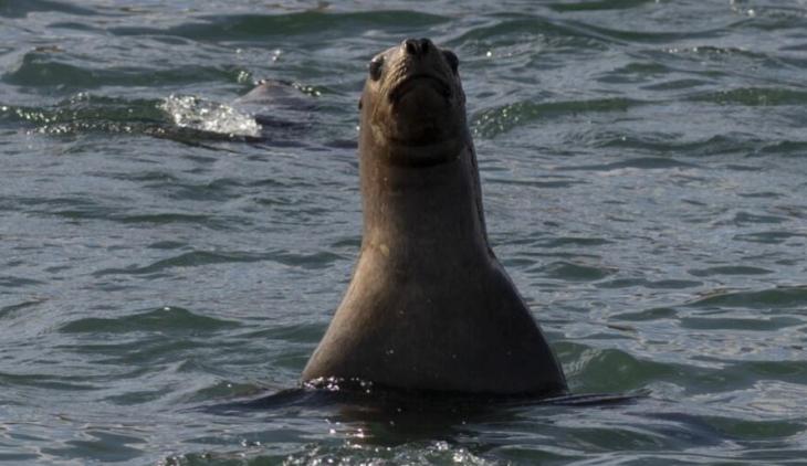 lobo marino