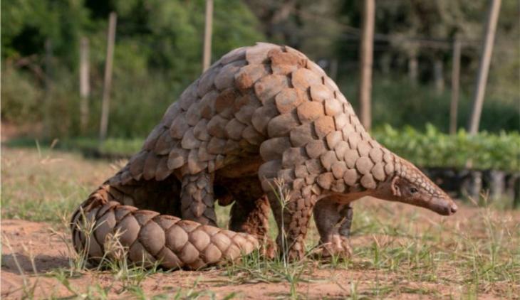 Pangolín