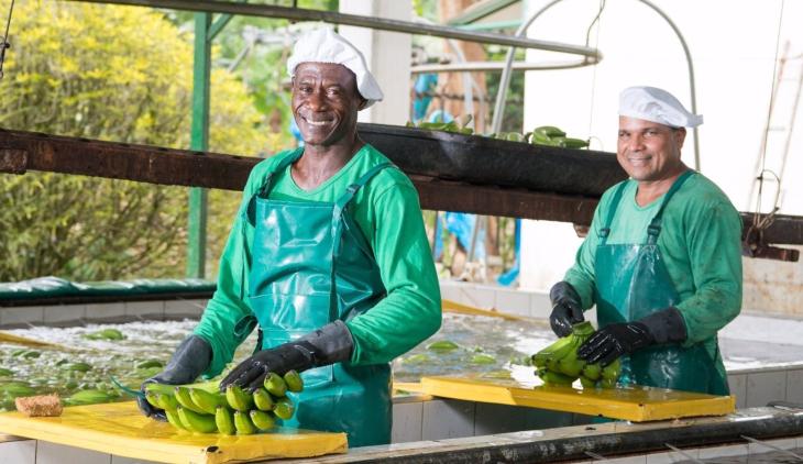 Venta de banano